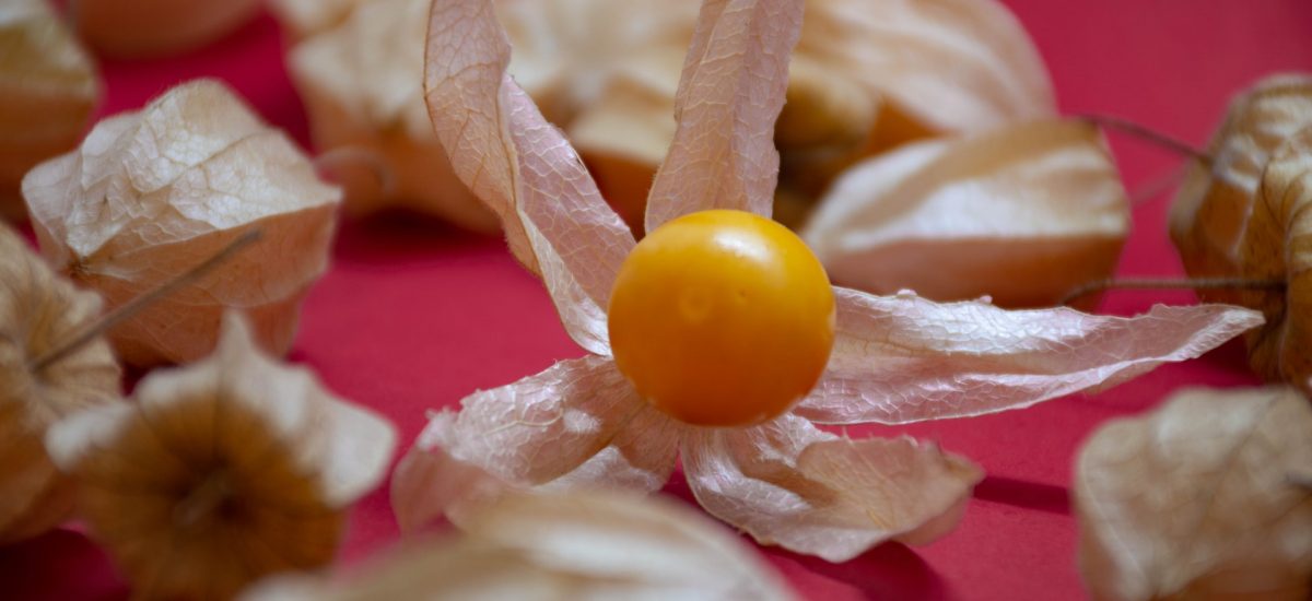 Physalis (cerise de terre)