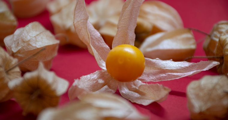 Physalis (cerise de terre)
