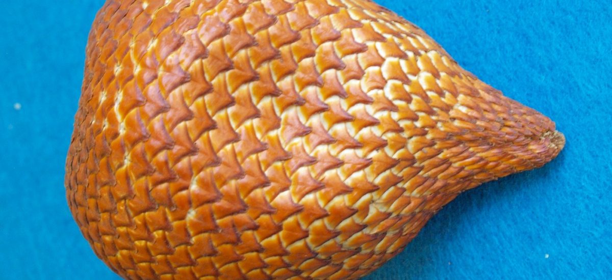 Le salak ou fruit serpent