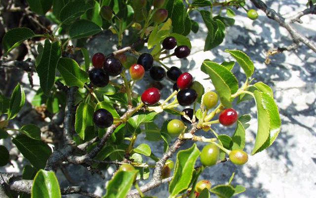 Mahaleb (mahleb,cerisier de Sainte-Lucie,prunus mahaleb,merisier des pipes,prunier odorant)