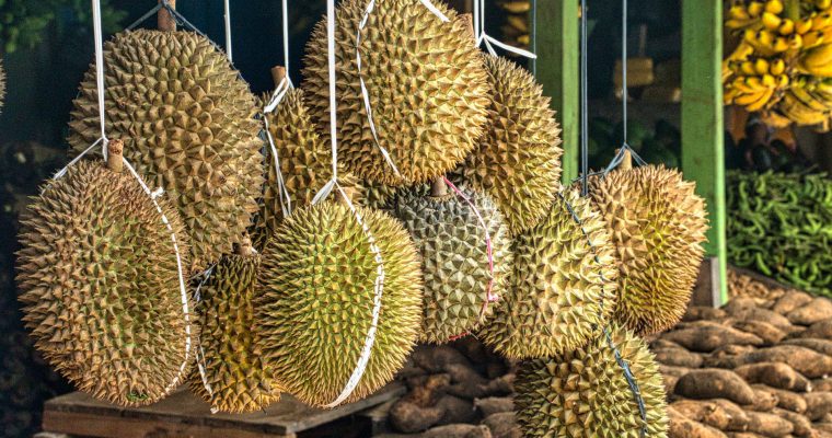 Le durian: fruit ayant l&rsquo;odeur la plus répugnante au monde!
