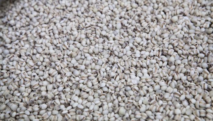 Larmes de job (Coix lacryma-jobi, Grain de Job, l’Herbe à chapelets, Larmille, Herbe collier ou Graine chapelet)