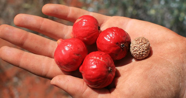 Le quandong (appelé aussi pêche indigène en Australie)