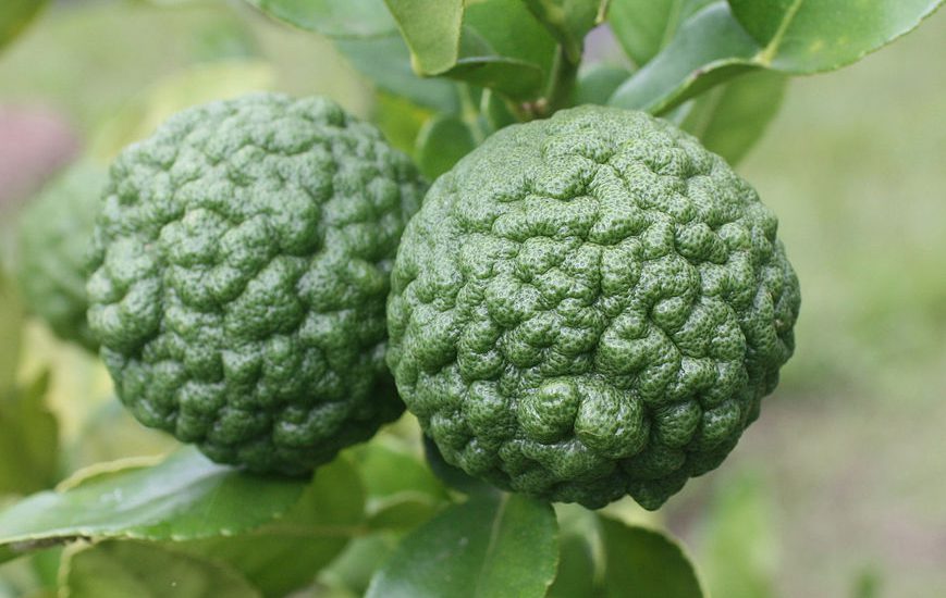 Lime kaffir ou combava