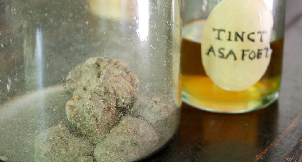 L’asafoetida ou ase fétide