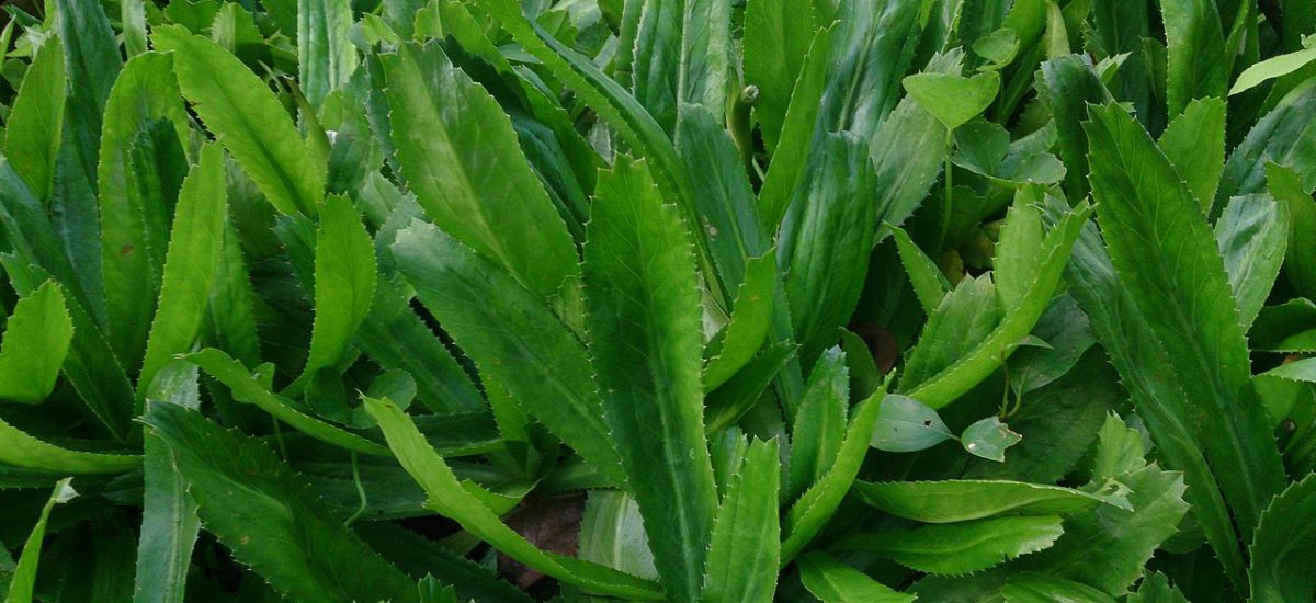 Culantro