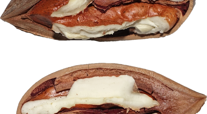 La noix de pacane (pecan en anglais)