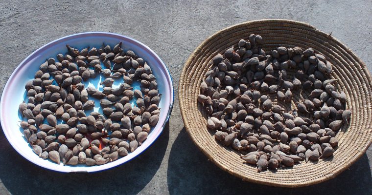 Korarima ou cardamome éthiopienne