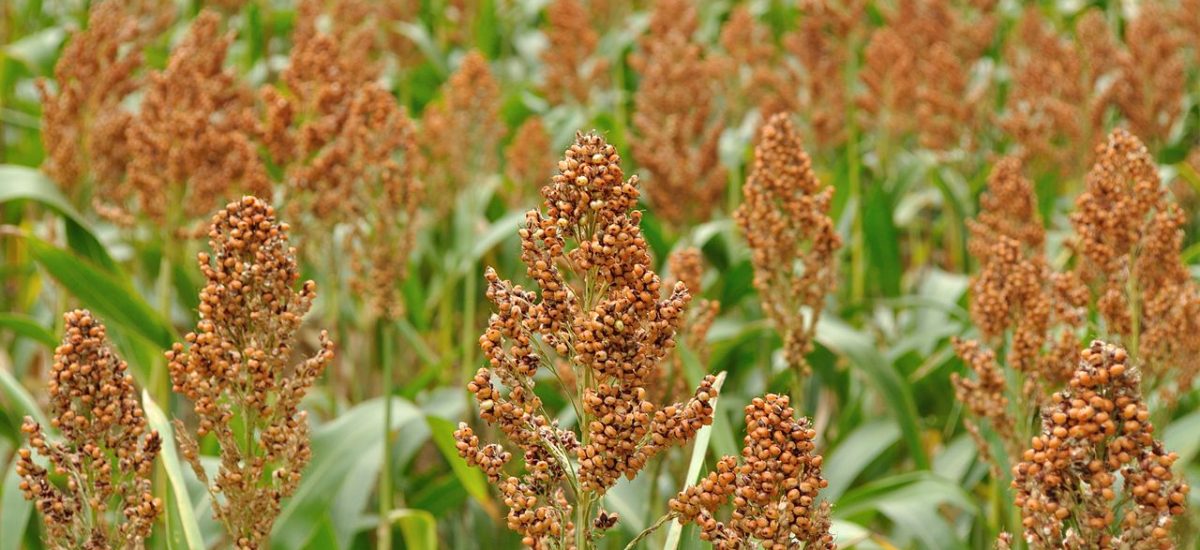 Sorgho, petit grain sans gluten  à découvrir