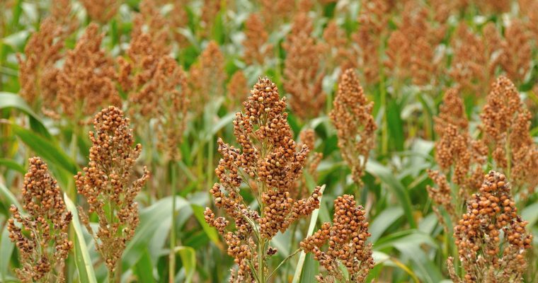 Sorgho, petit grain sans gluten  à découvrir