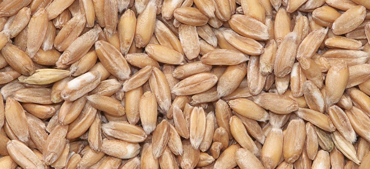 L&rsquo;épeautre: retour en force sur les tables? À découvrir