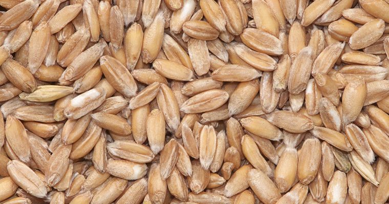 L&rsquo;épeautre: retour en force sur les tables? À découvrir