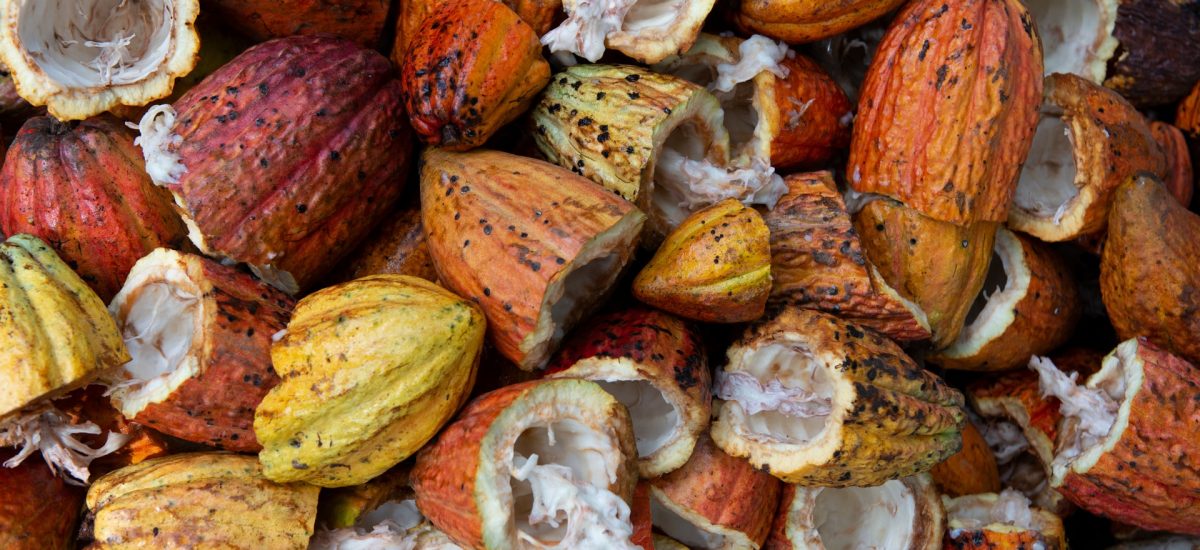 2ème partie: De la fève au cacao, mais où est le chocolat?