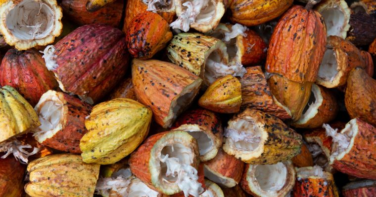 2ème partie: De la fève au cacao, mais où est le chocolat?
