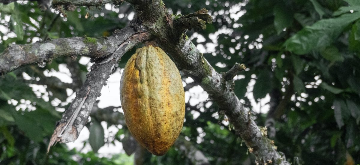 3 ème partie: De la fève au cacao, mais où est le chocolat?