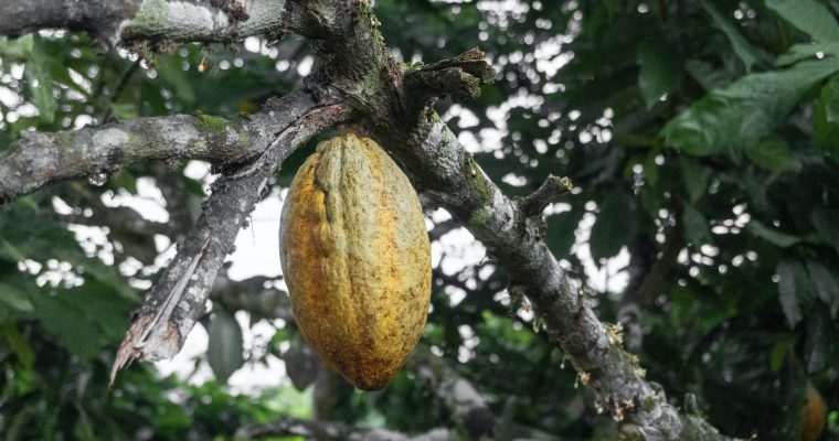 3 ème partie: De la fève au cacao, mais où est le chocolat?