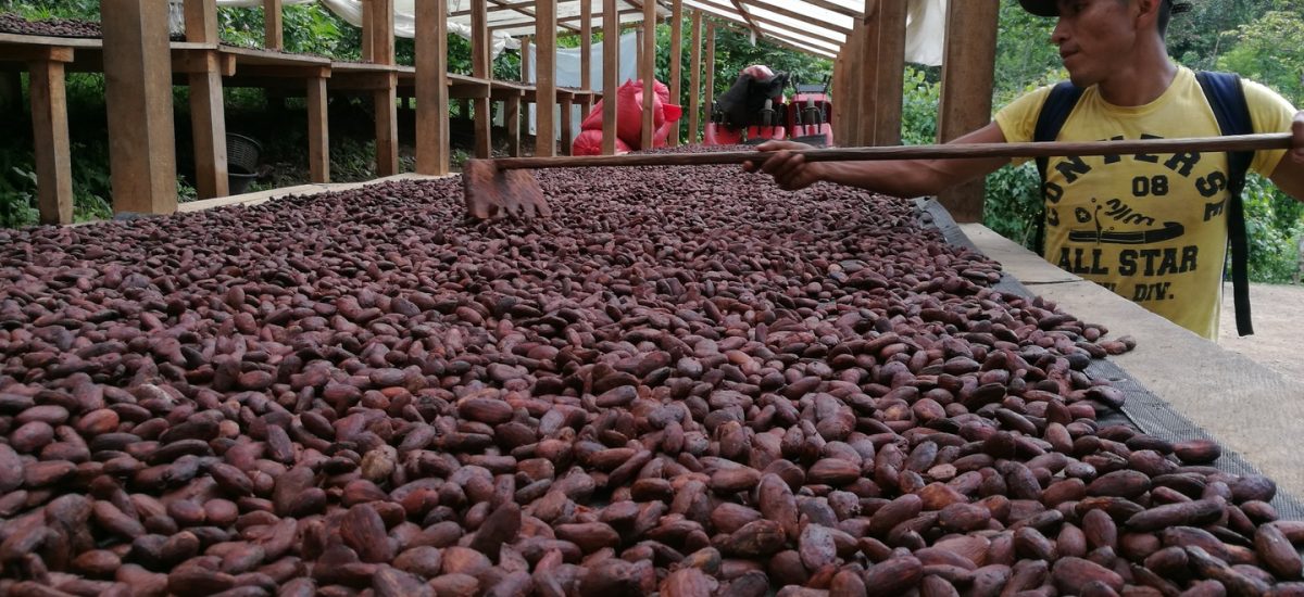 Chocolat? Parlons d&rsquo;origines et de production