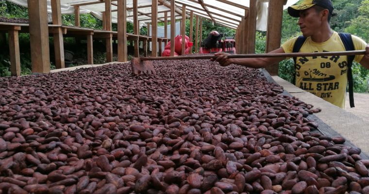 Chocolat? Parlons d&rsquo;origines et de production