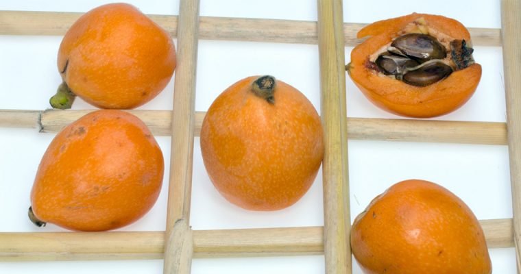 Le nèfle du Japon ou loquat