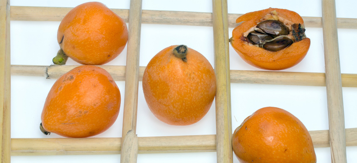 Le nèfle du Japon ou loquat