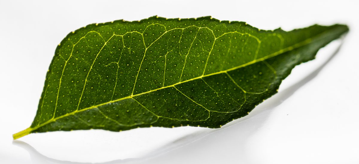 Feuille de curry ou kaloupilé