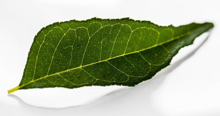 Feuille de curry ou kaloupilé