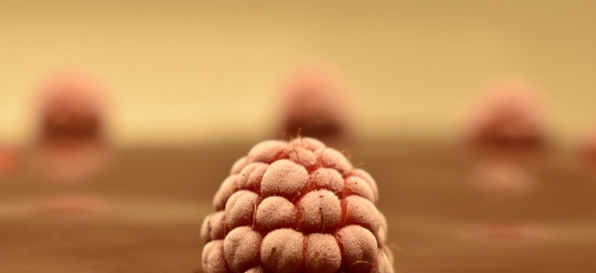 Muffin pêches et framboises