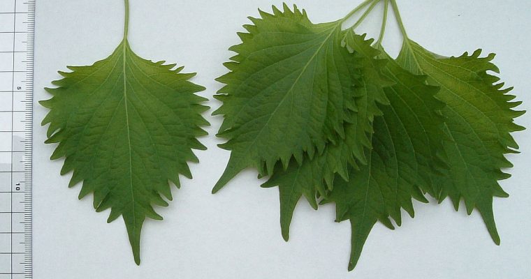 Perilla ou shiso