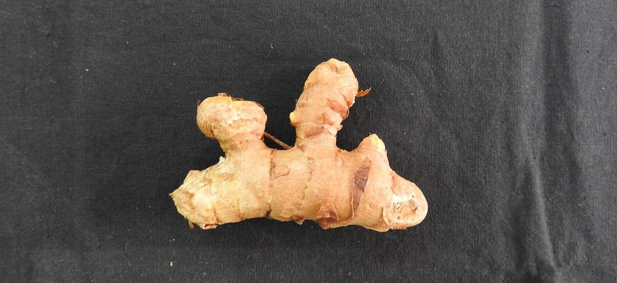 Curcuma zedoaria (kentjur, curcuma blanc)
