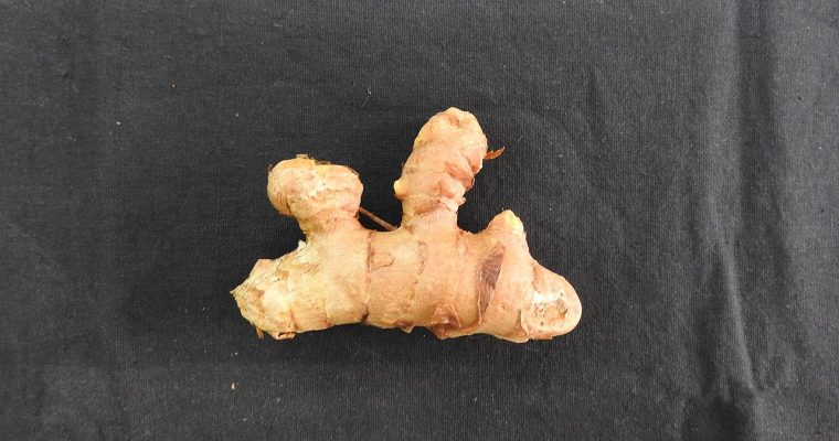 Curcuma zedoaria (kentjur, curcuma blanc)