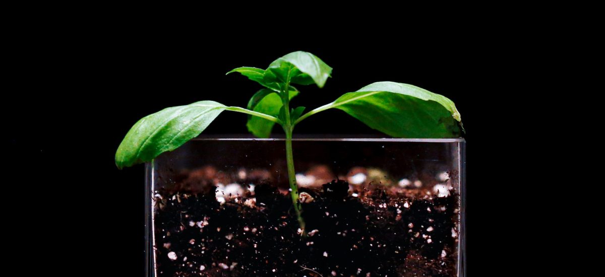 10 variétés de basilic: des merveilles pour la cuisine