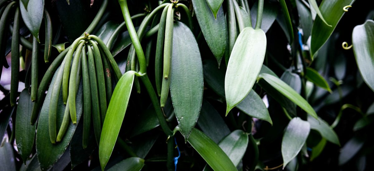 Or noir de Madagascar (entreprise)