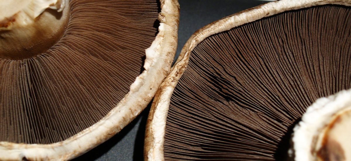 Tout sur les champignons portobello