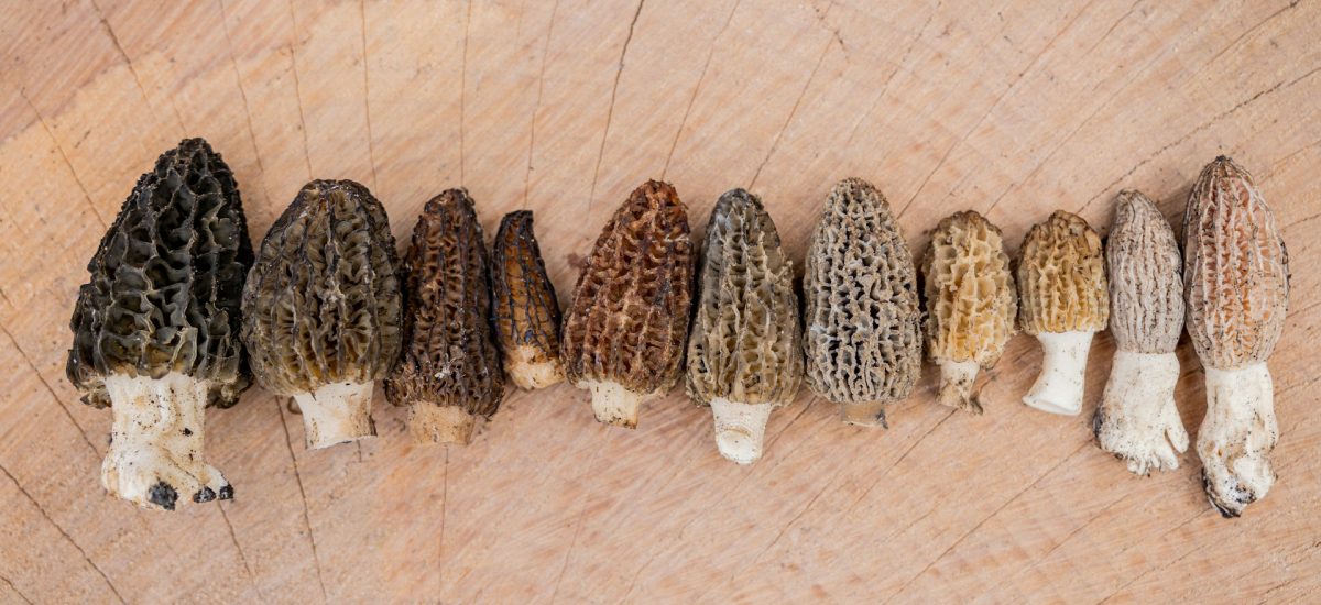 Ce qu&rsquo;il faut savoir sur la morille