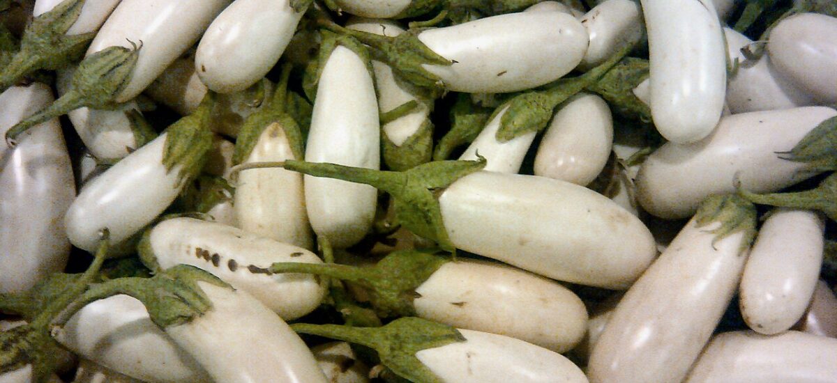 Tout savoir sur les aubergines blanches