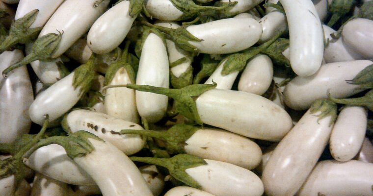Tout savoir sur les aubergines blanches